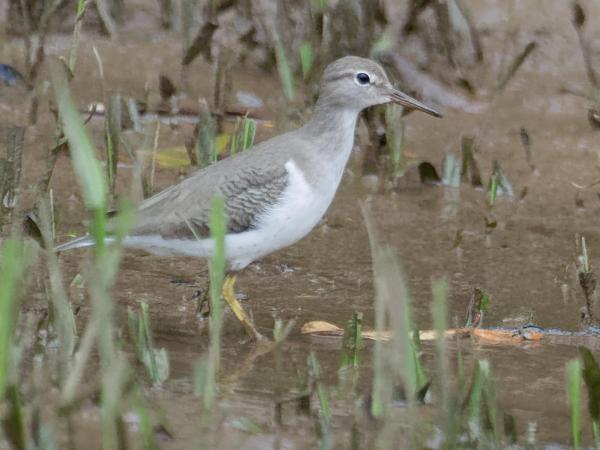 <h3><a href="/trips/costa-rica/biota/animalia/chordata/aves/024 charadriiformes/015 scolopacidae/actitis macularius/actitis macularius-nl.html">Actitis&nbsp;macularius</a> / Spotted&nbsp;sandpiper / Amerikaanse&nbsp;oeverloper</h3>OM-1 Mark II met M.300mm F4.0 + MC-14, 1/2000 sec  bij F5.6, ISO 10000, afstand 20.4&nbsp;m